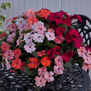 Sunpatiens Kissing Cousins Mix